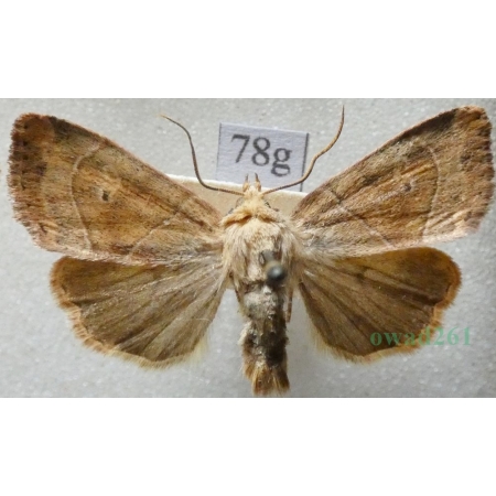 Cosmia trapezina (Linnaeus, 1758) male Kresówka leszczynówka Czech78g